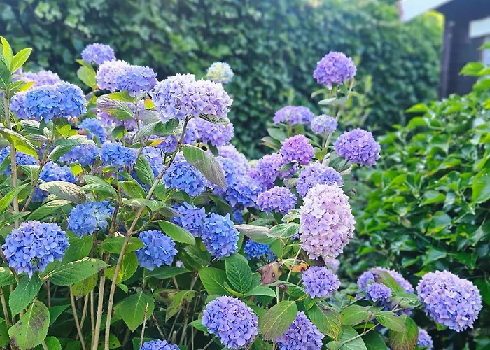 Beautiful With Spacious Garden