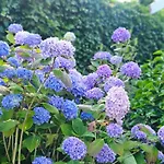 Beautiful With Spacious Garden