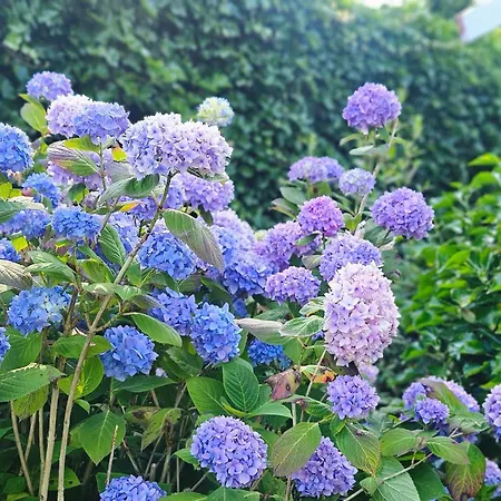 Beautiful With Spacious Garden